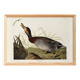 Poster about the Mallard Duck, based on an old engraving from 1827.