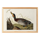 Poster about the Mallard Duck, based on an old engraving from 1827.