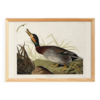 Poster about the Mallard Duck, based on an old engraving from 1827.