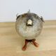 Pentadon globe fish naturalized on base cabinet of curiosity