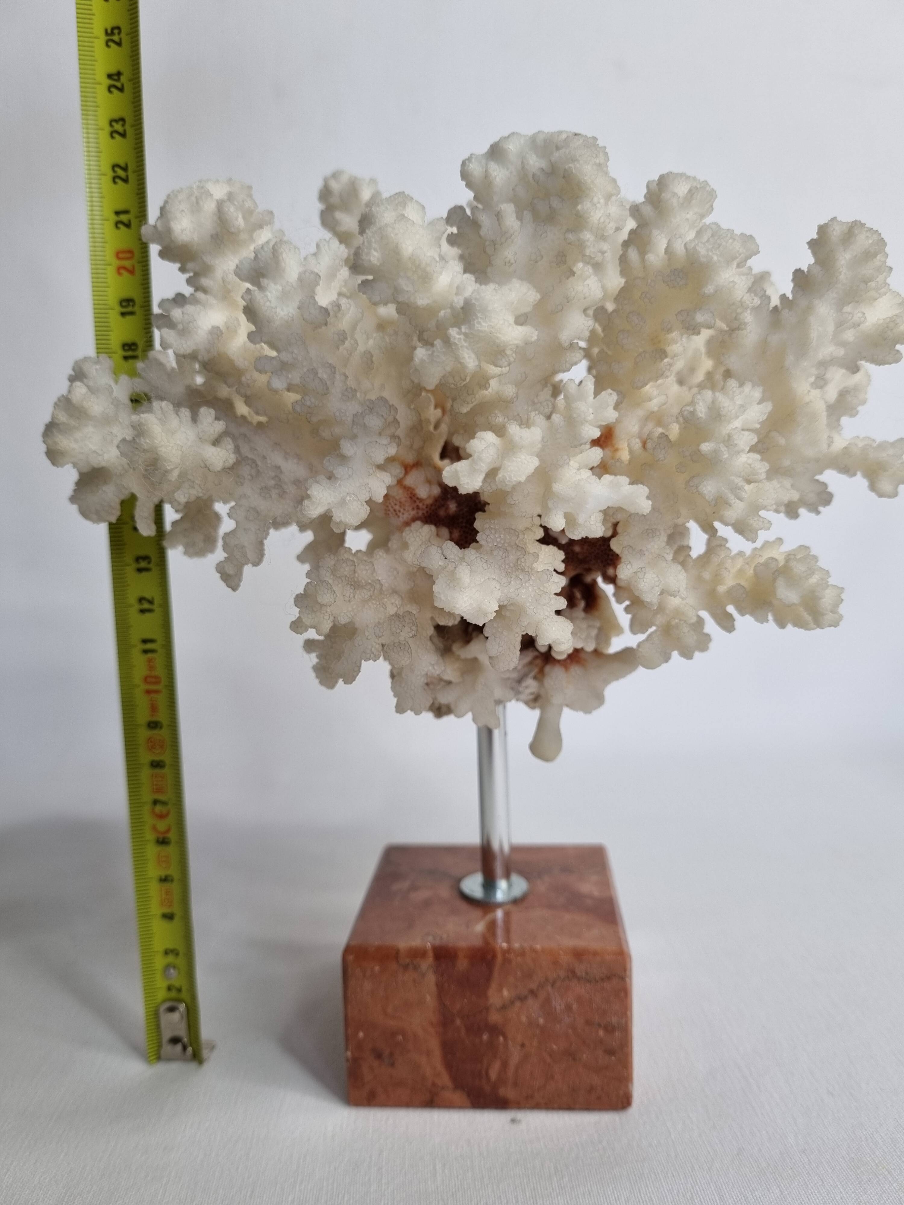 Old white coral on marble base 24 cm