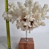 Old white coral on marble base 24 cm
