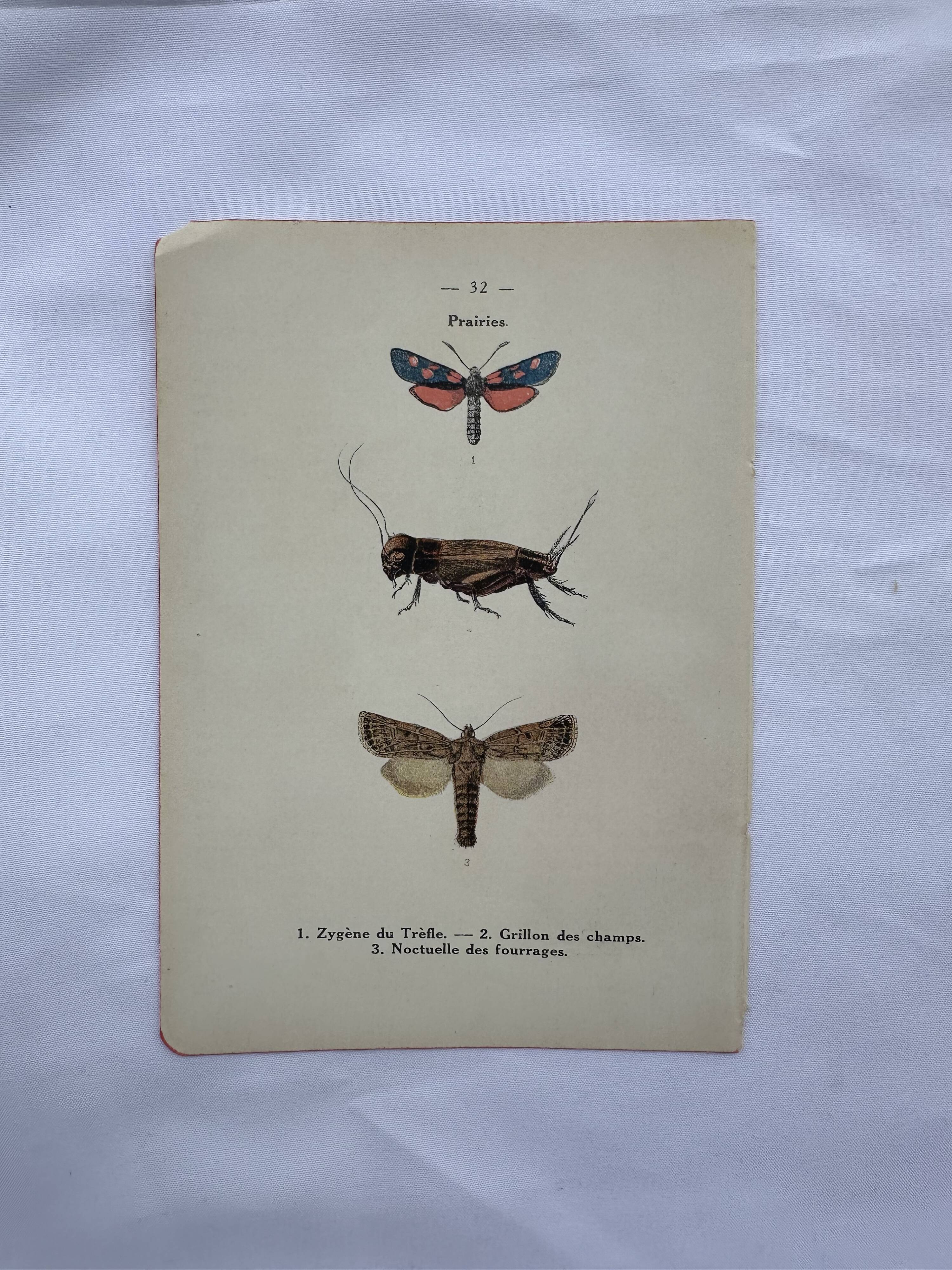 Botanical engraving vintage naturalist poster 1900