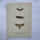 Botanical engraving vintage naturalist poster 1900