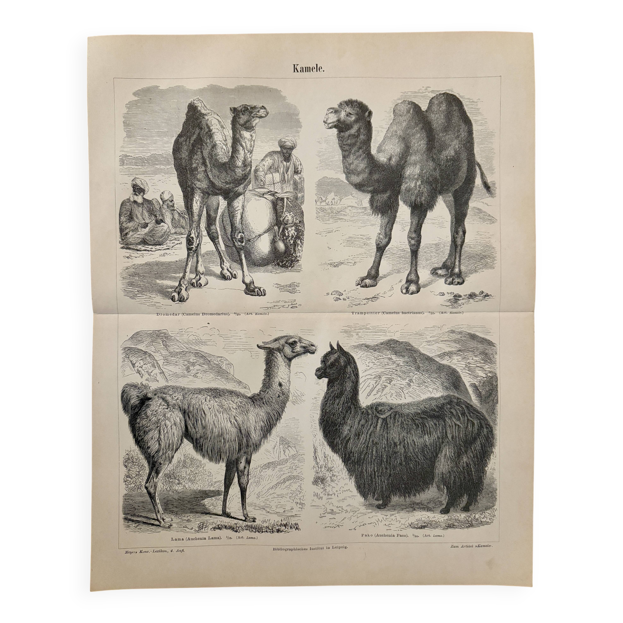 Lithograph engraving of camels, dromedaries and llamas – 1890