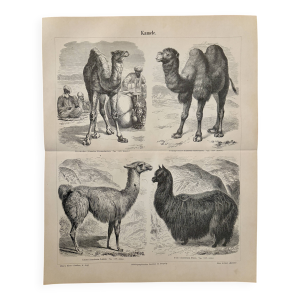 Lithographie gravure sur les chameaux, dromadaires et lamas – 1890 — Beyit