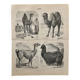 Lithograph engraving of camels, dromedaries and llamas – 1890