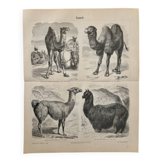 Lithographie gravure sur les chameaux, dromadaires et lamas – 1890