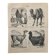 Lithograph engraving of camels, dromedaries and llamas – 1890