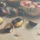 Still life with pomegranates and walnuts Oil painting on canvas signed, 1967, Italy