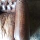 Fauteuil chesterfield à oreille cuir