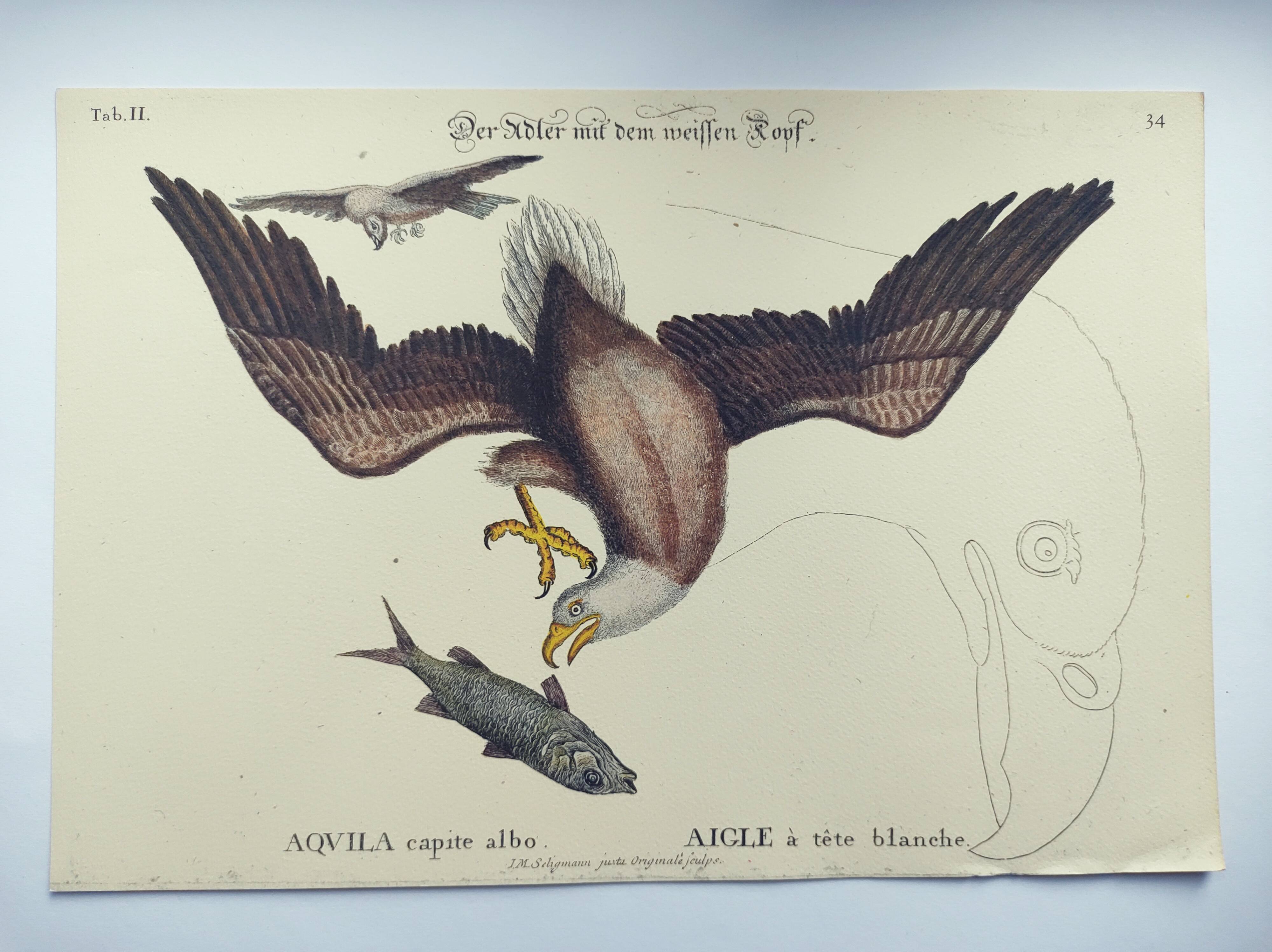 Antique bird engraving - Eagle - Vintage natural plate by Seligmann