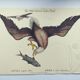 Antique bird engraving - Eagle - Vintage natural plate by Seligmann