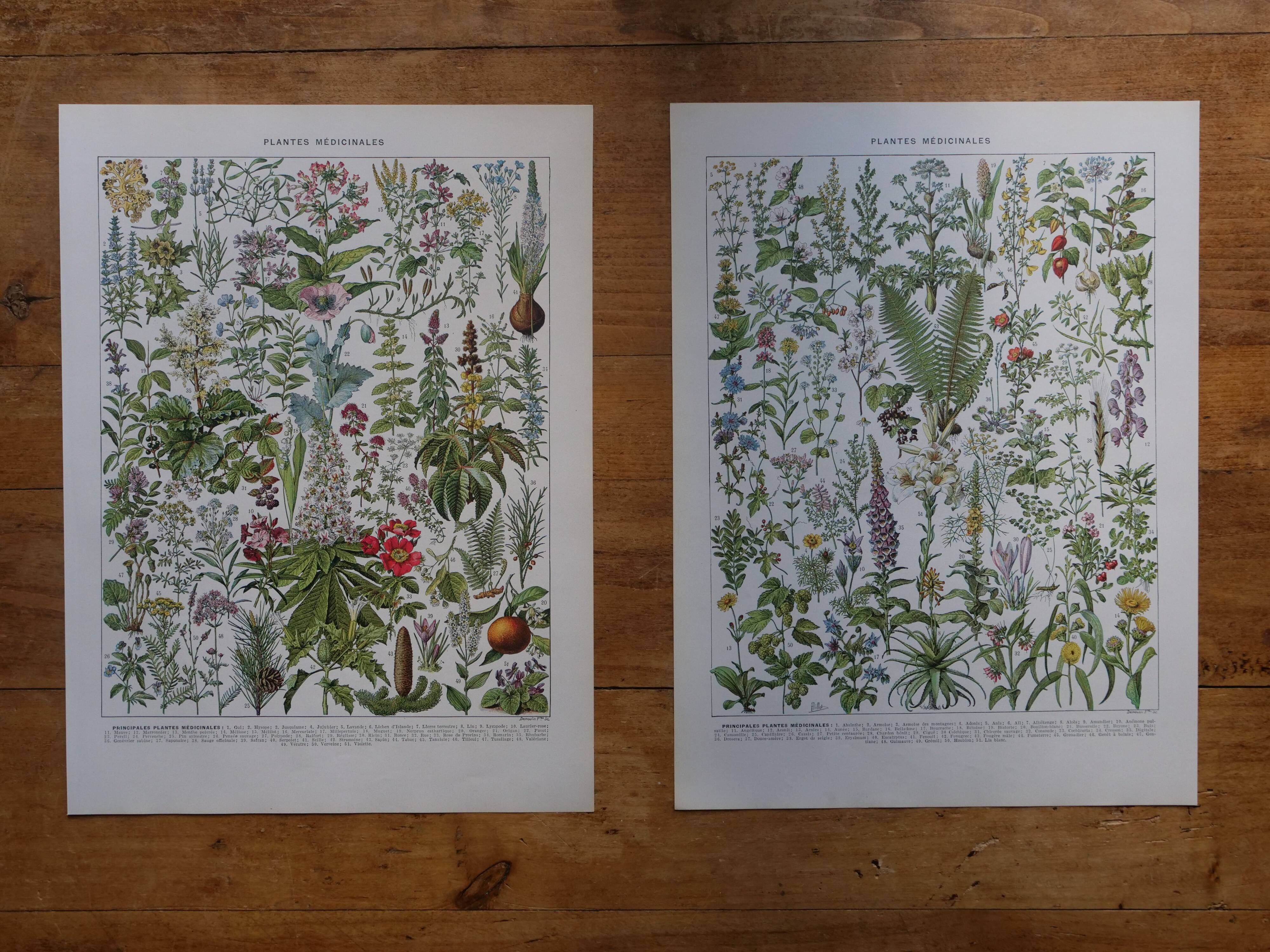 Original lithographs on medicinal plants