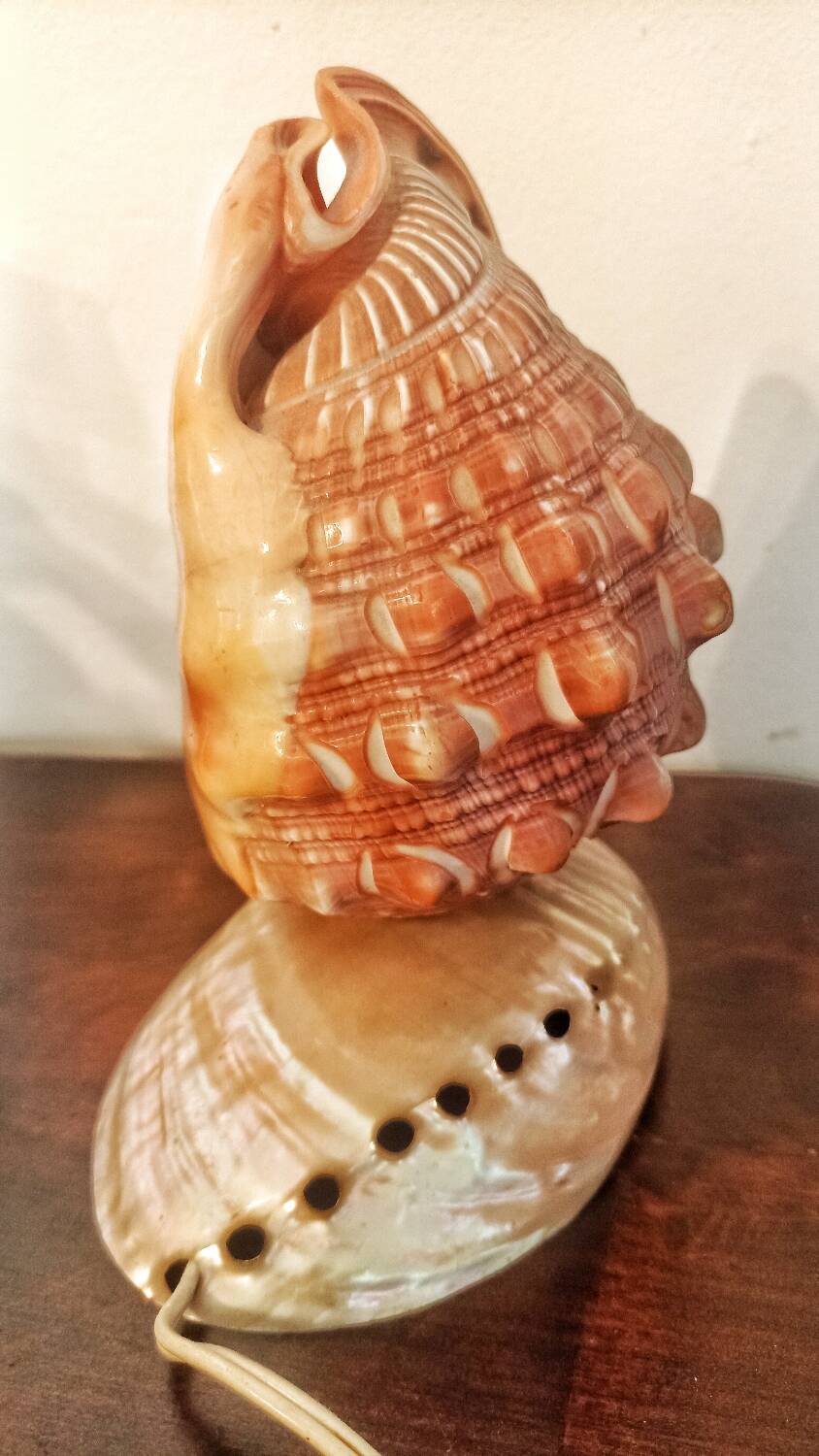 Shell lamp