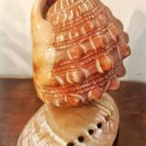 Shell lamp