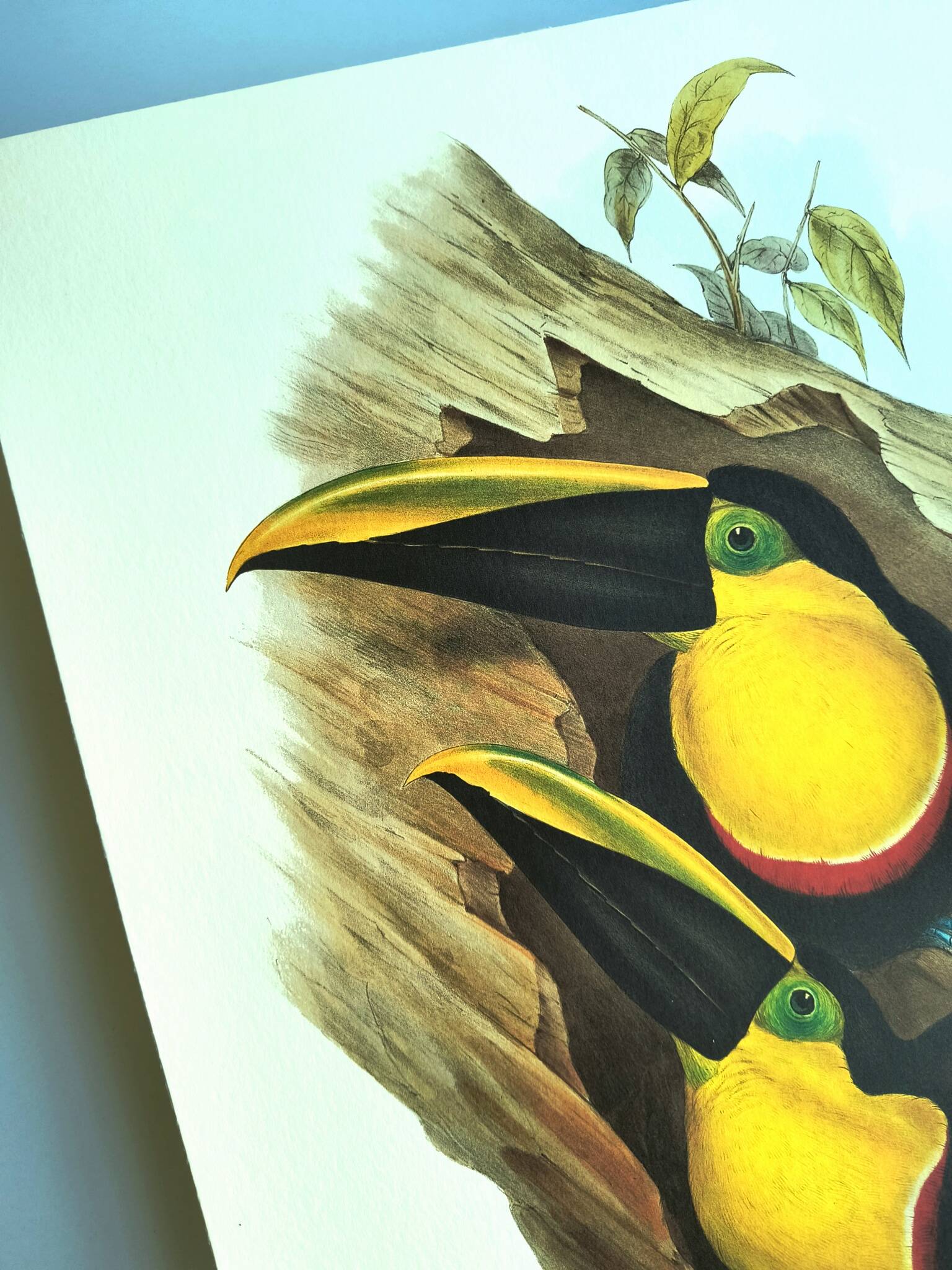 Vintage illustration - Toucan Ambigus by John Gould - bird plate