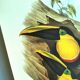Vintage illustration - Toucan Ambigus by John Gould - bird plate