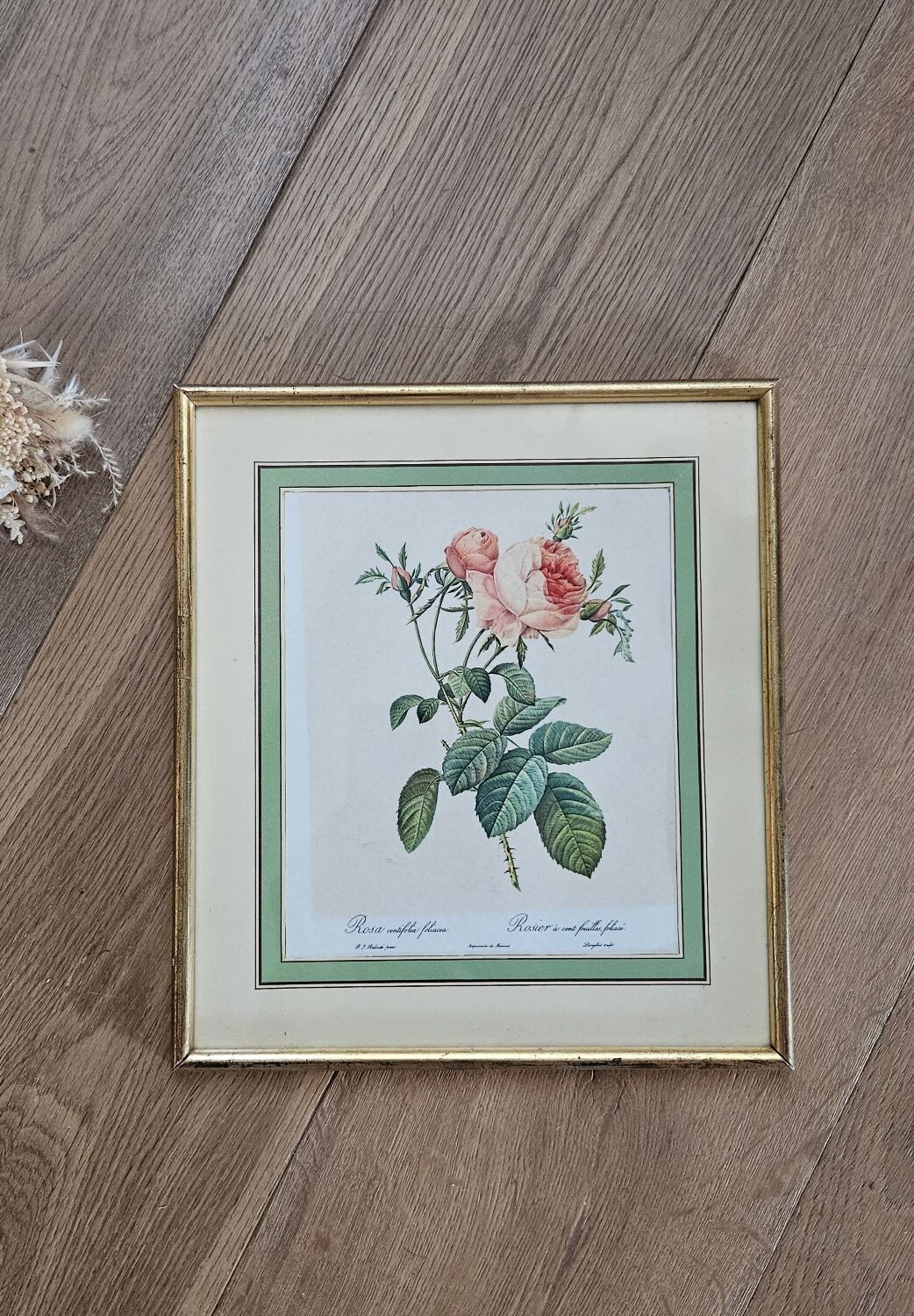 Framed lithograph under glass Rosa Centifolia Foliacea
