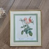 Framed lithograph under glass Rosa Centifolia Foliacea