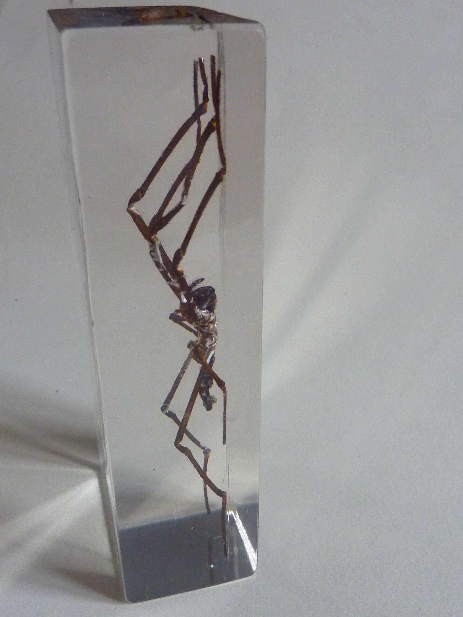 Inclusion insect, curiosity cabinet