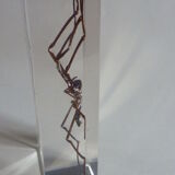 Inclusion insect, curiosity cabinet