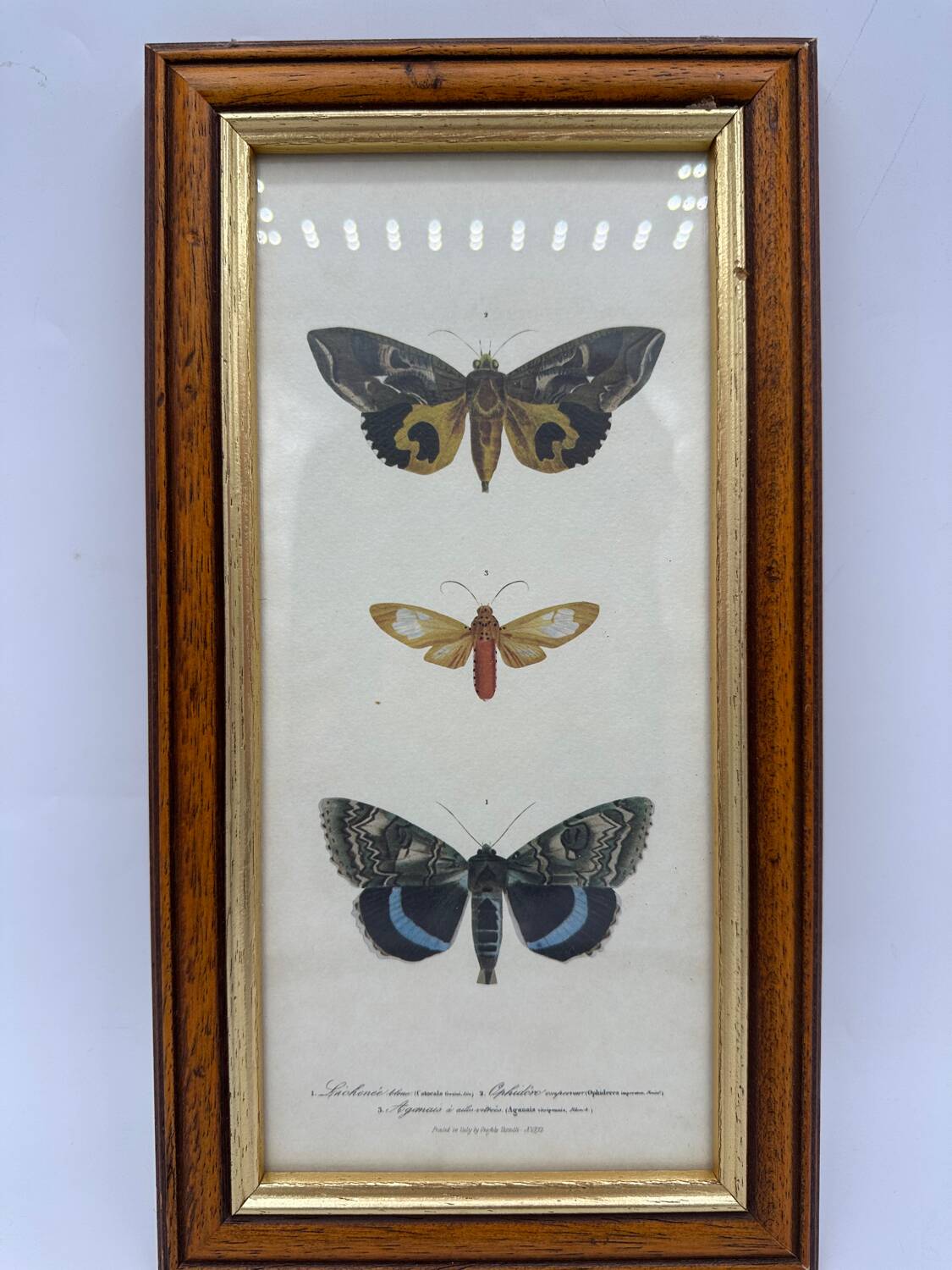 Butterflies lithograph frame