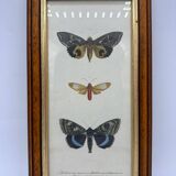 Butterflies lithograph frame