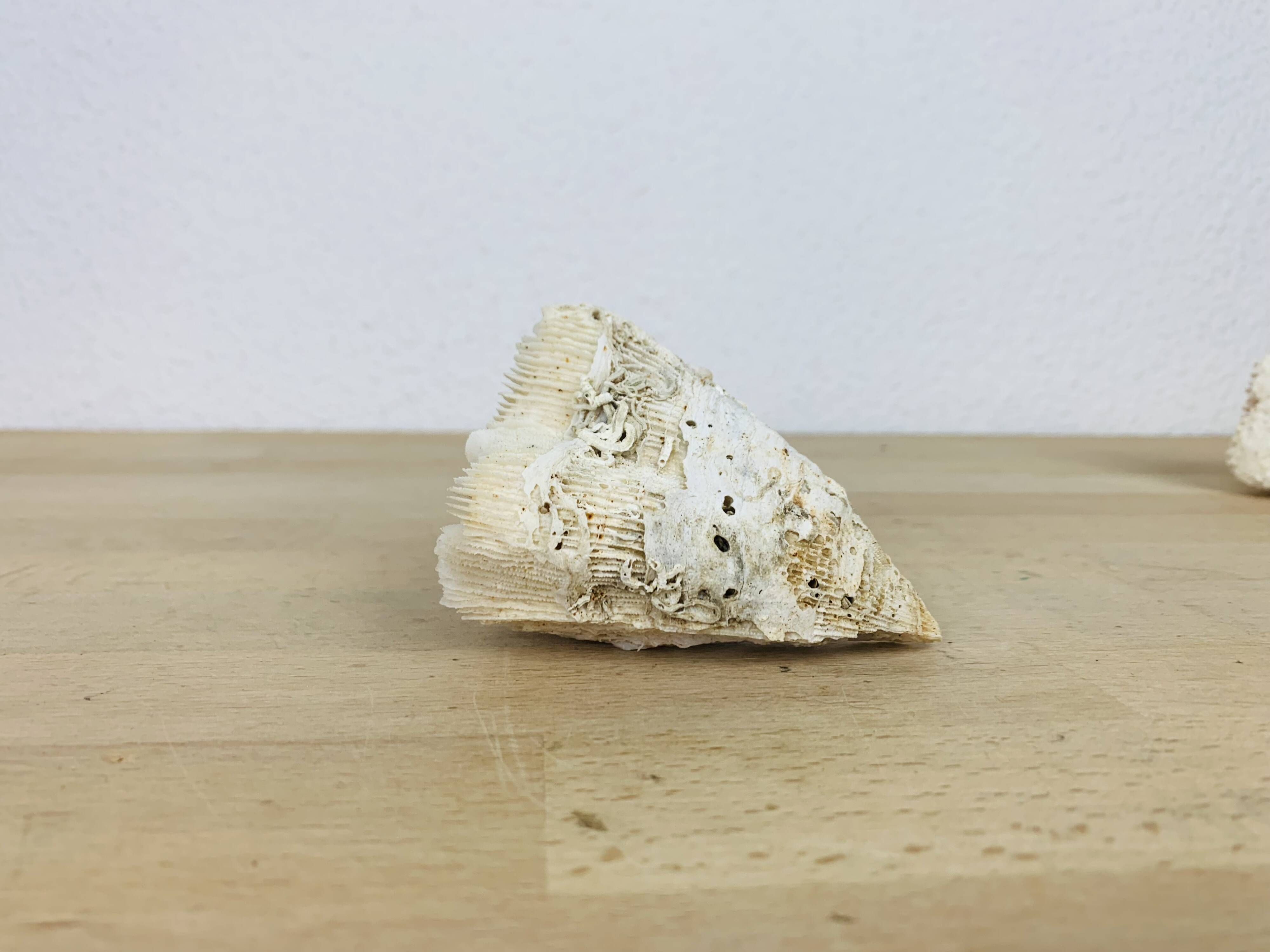 3 old white corals, coral