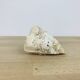 3 old white corals, coral