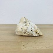 3 old white corals, coral