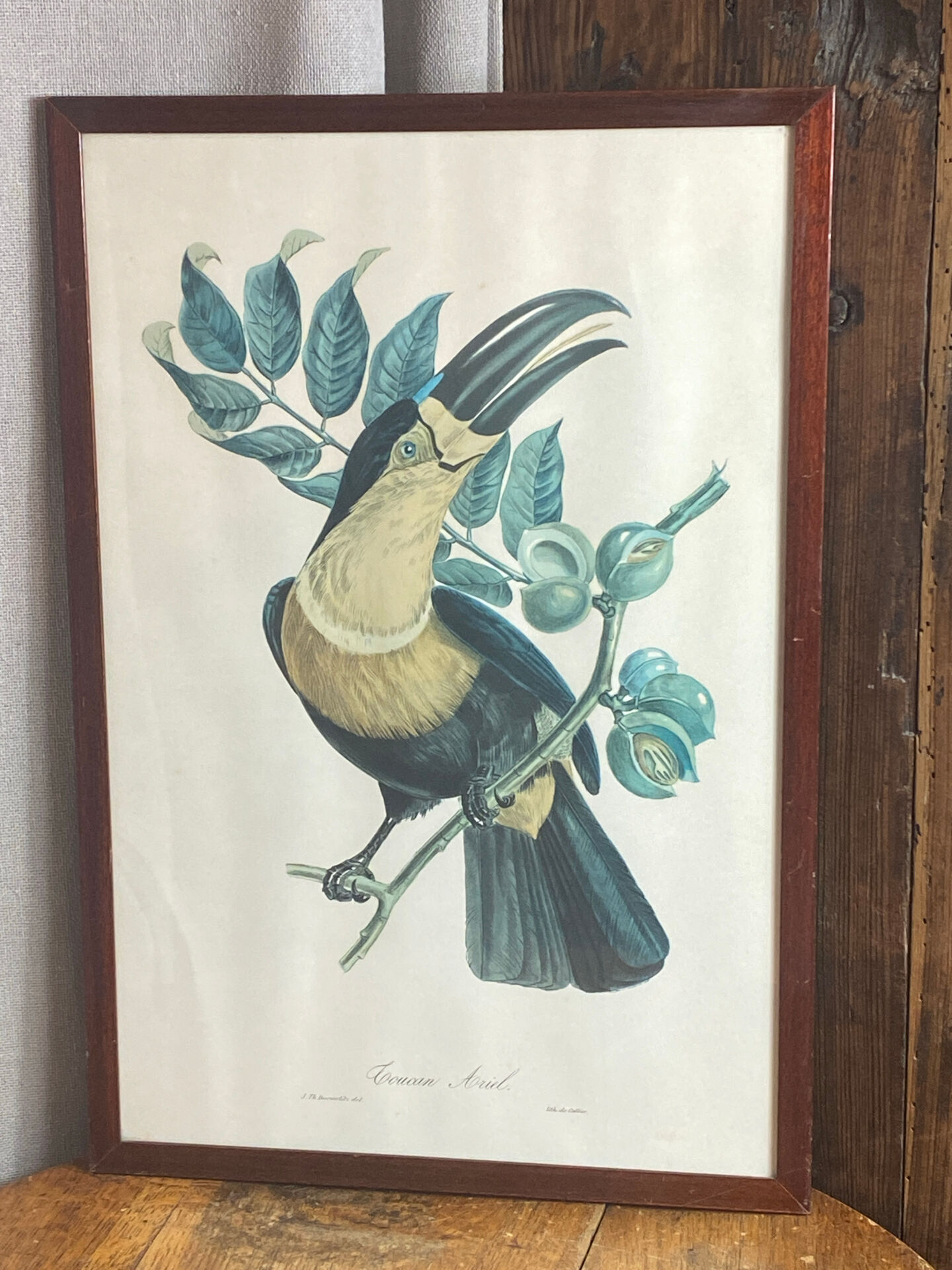 Gravure, Toucan Ariel, Descourtilz