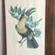 Gravure, Toucan Ariel, Descourtilz