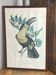 Gravure, Toucan Ariel, Descourtilz