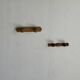 Small coat hook with two round flat button pegs in pine H8.