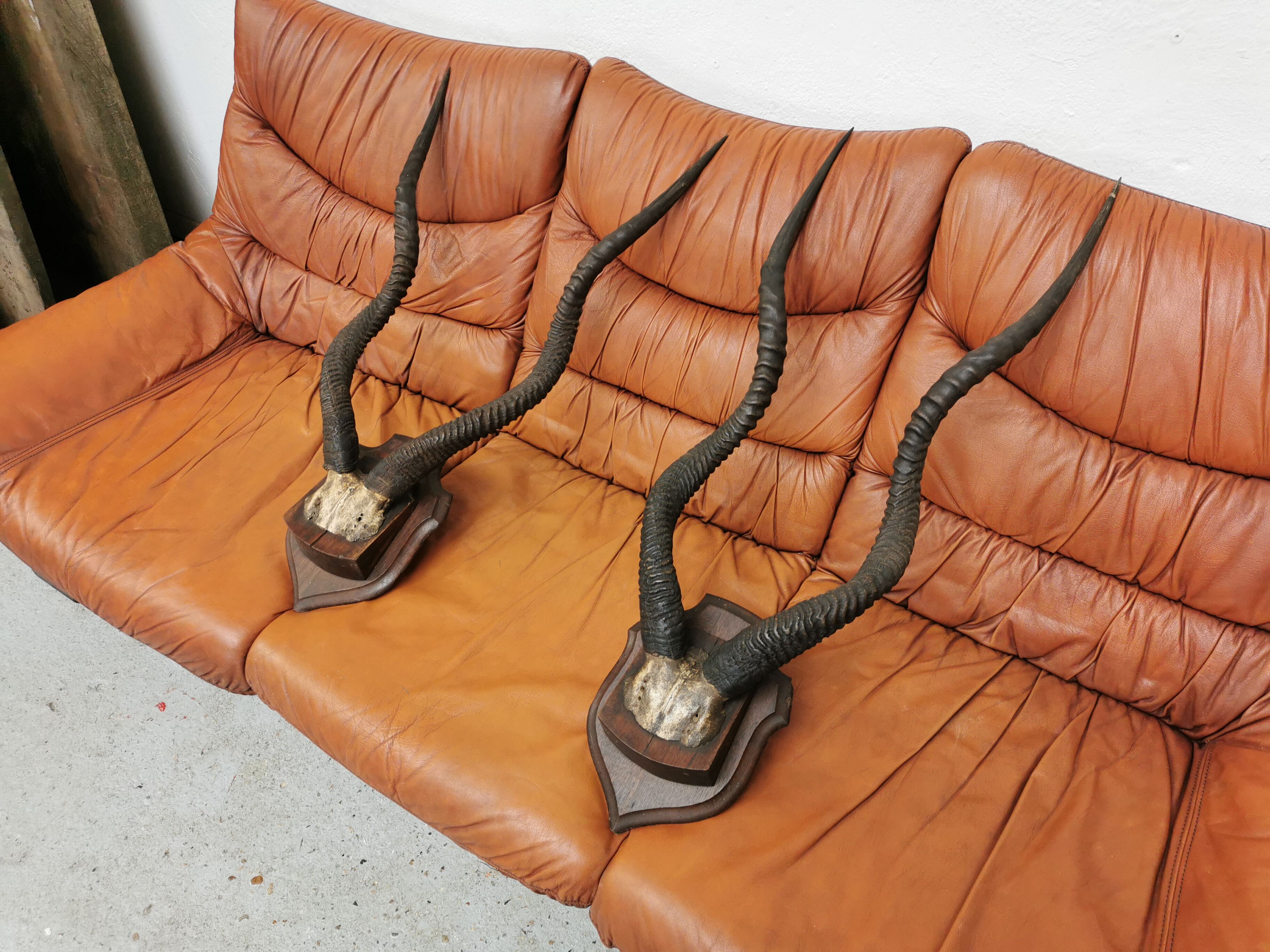 Pair of hunting trophy horn oryx antelope