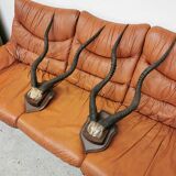 Pair of hunting trophy horn oryx antelope