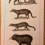 Lithograph late 19th watercolor mammals.