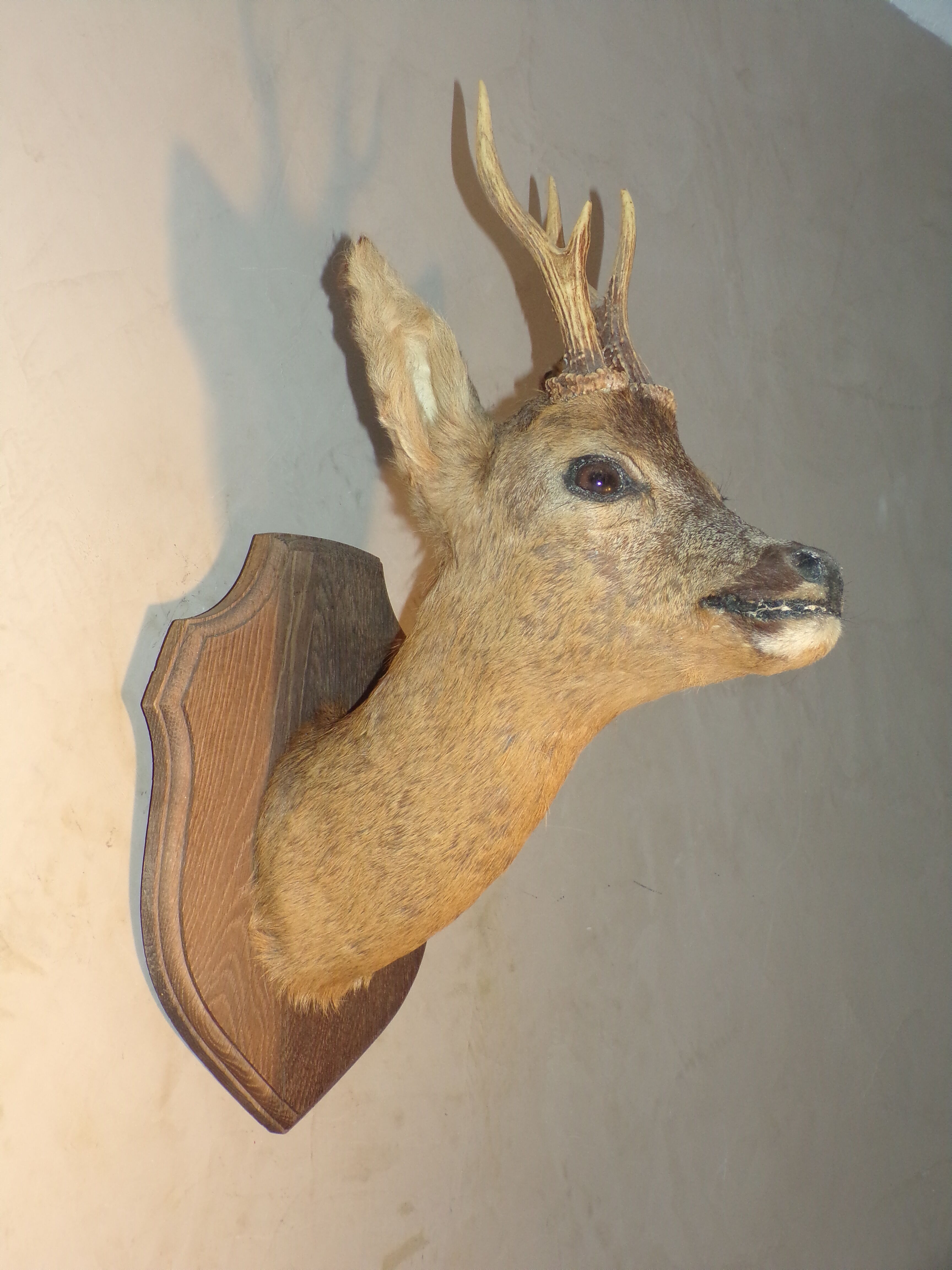 Deer head naturalized