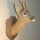 Deer head naturalized