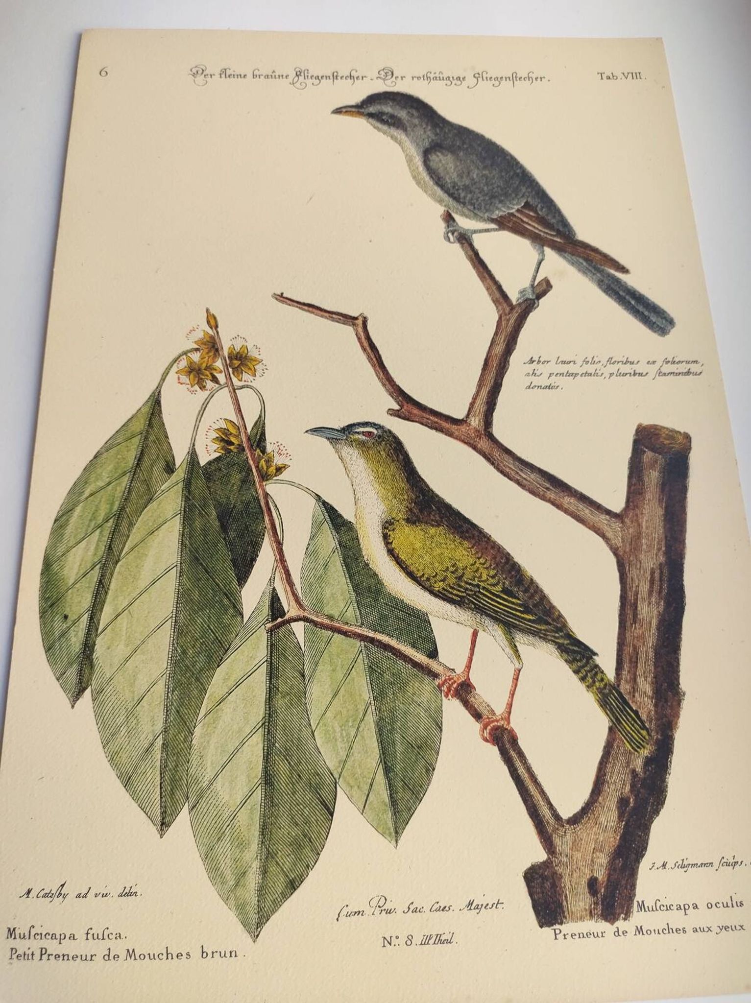 Gravure ancienne oiseau  -Preneur de Mouche- Planche zoologique de Seligmann & Catesby