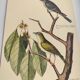 Old bird engraving - Fly Catcher - Zoological plate by Seligmann & Catesby