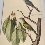 Gravure ancienne oiseau  -Preneur de Mouche- Planche zoologique de Seligmann & Catesby