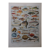 Lithographie originale sur les poissons
