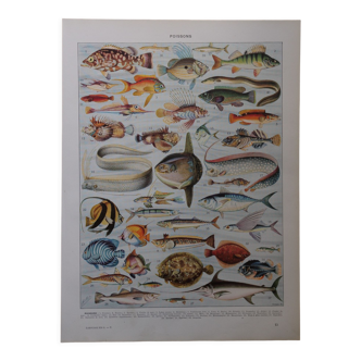 Lithographie originale sur les poissons