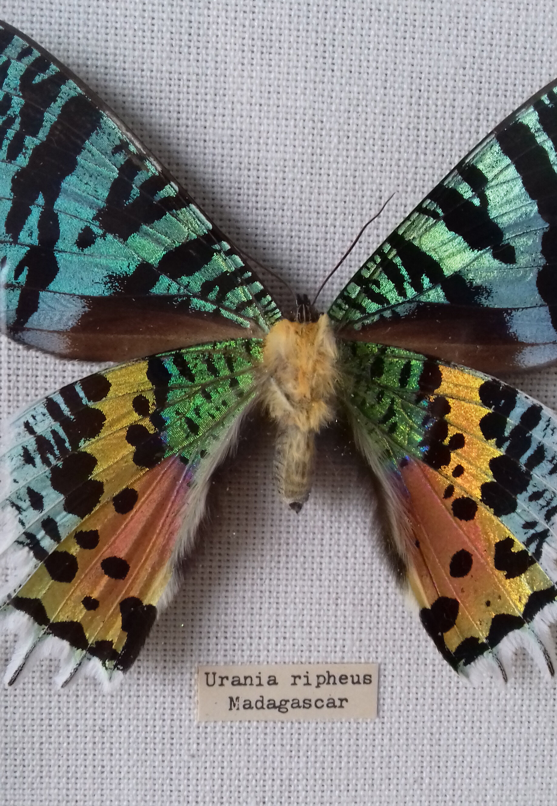 Cadre papillon exotique
