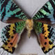 Cadre papillon exotique