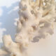 Ancient coral