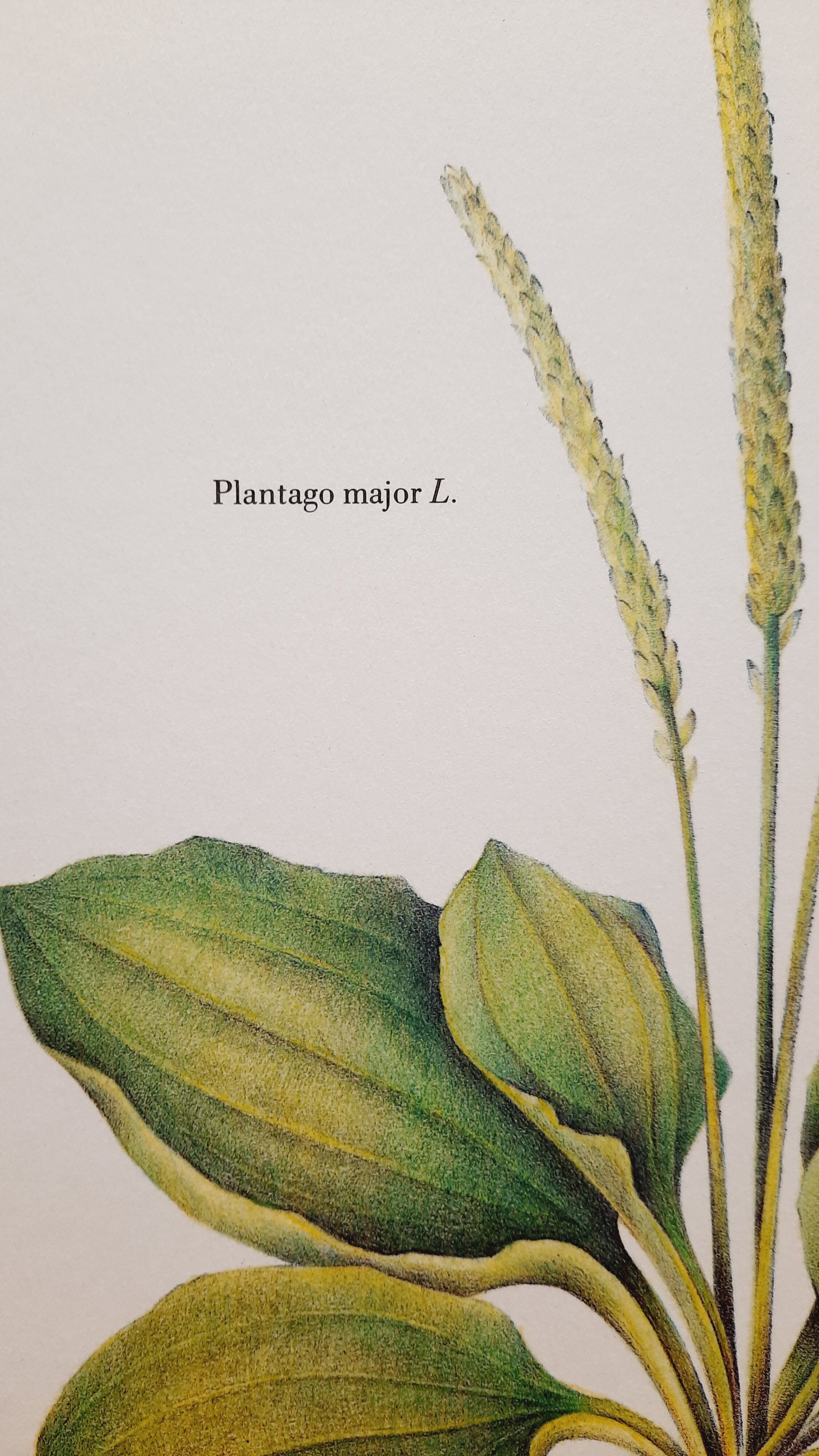 Botanical plate Grand Plantain