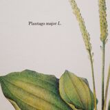 Botanical plate Grand Plantain